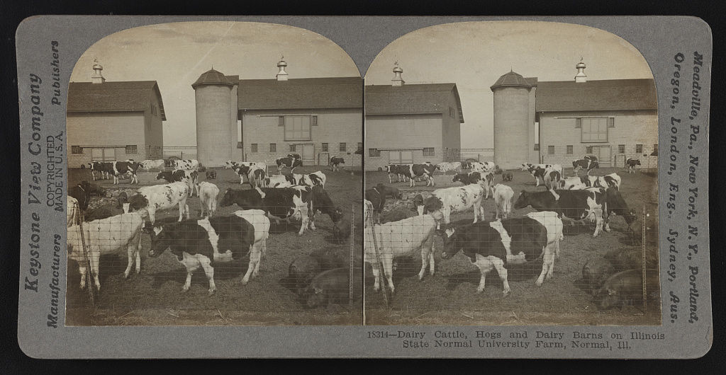 Dairy cattle, hogs and dairy barns on Illinois State Normal University farm, Normal, Ill.